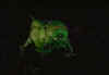 Starbug